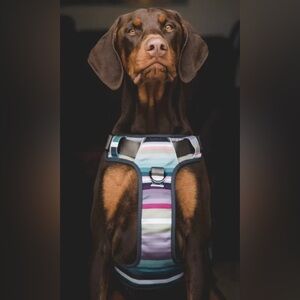 Embark Urban Padded Dog Harness, Multi Stripe, sz M